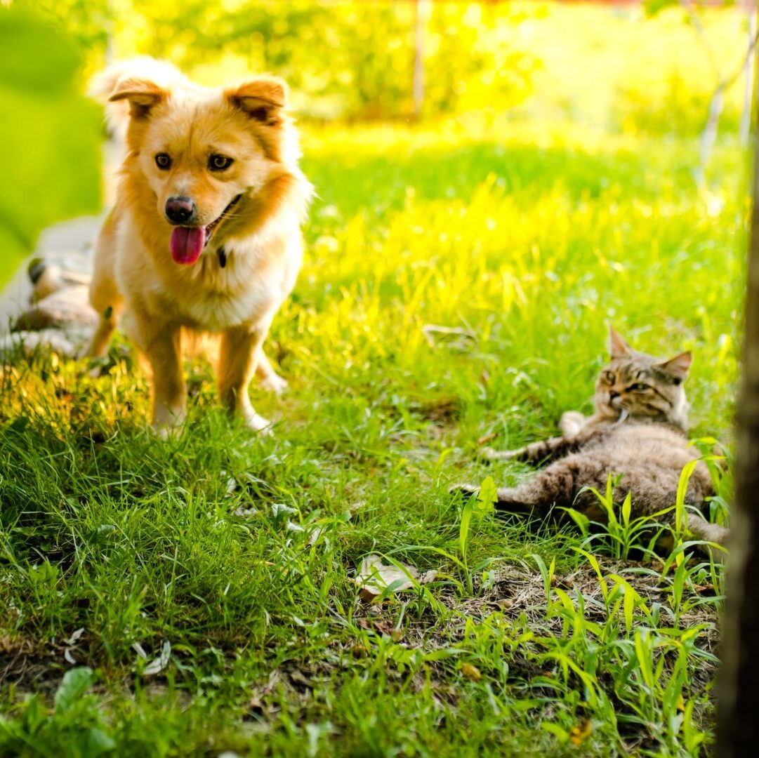 dog and cat on the grass in garden summer